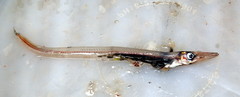 Paralepididae