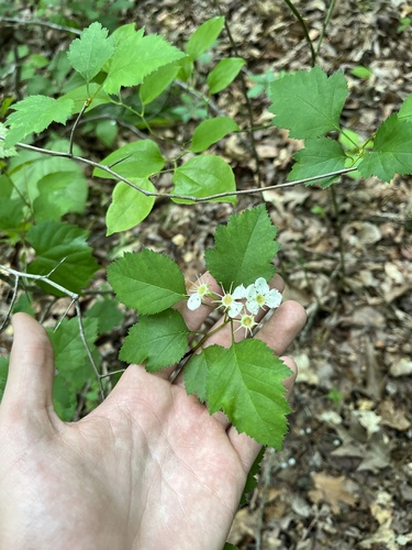 Crataegus intricata, photograph 6
