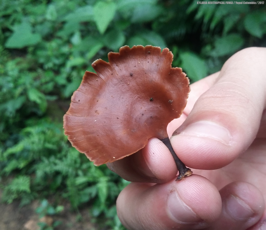 Neodictyopus dictyopus