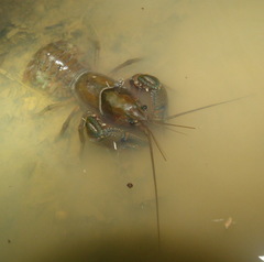 Procambarus liberorum