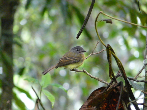 Tawny-chested Flycatcher (Aphanotriccus capitalis), photo 8