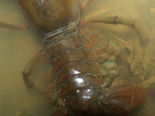 Procambarus liberorum