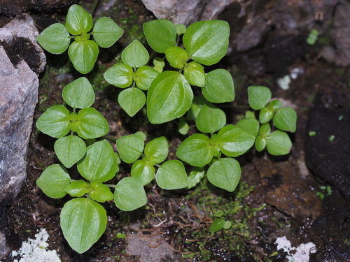 Pilea swinglei iNat (1)