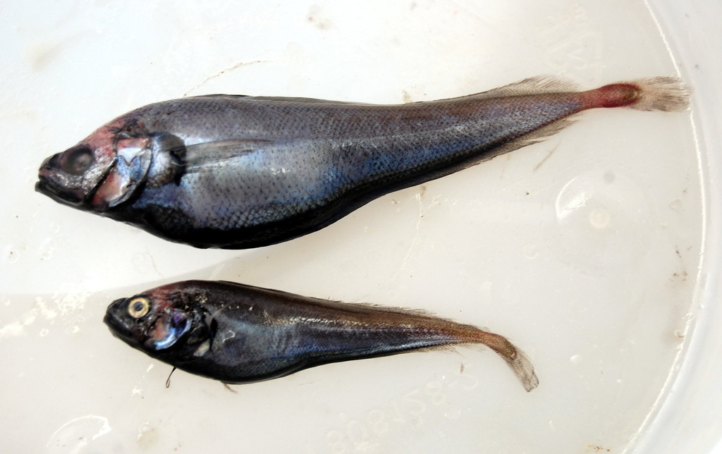 Beardless Codling