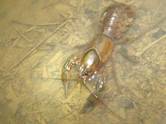 Procambarus liberorum