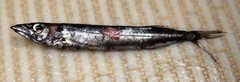 Black Snake Mackerel photo 3