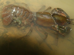 Procambarus liberorum