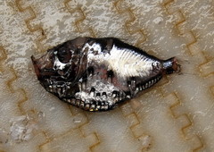 Polyipnus clarus