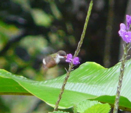 Lophornis adorabilis
