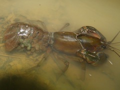 Procambarus liberorum