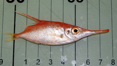 Macroramphosus scolopax