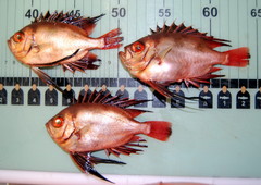 Cookeolus japonicus