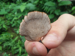 Neodictyopus dictyopus