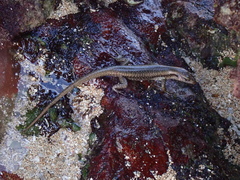 Eugongylinae