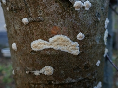 Cylindrobasidium evolvens