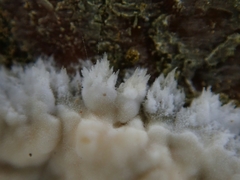 Cylindrobasidium evolvens