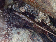 Emoia atrocostata