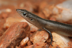Western Soil-Crevice Skink photo 2