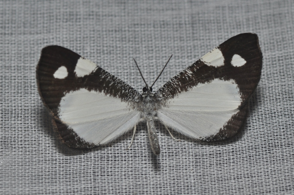 Macrosoma leucoplethes