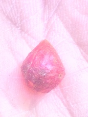 Amphibolips quercusjuglans