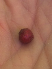 Amphibolips quercusjuglans