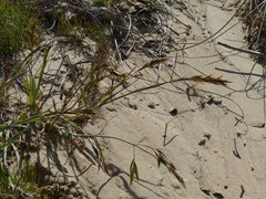 Bromus maritimus