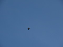 Hirundo rustica