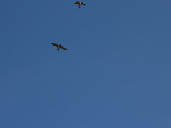 Hirundo rustica