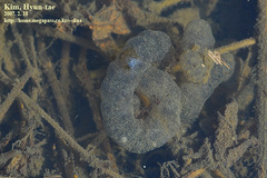 Hynobius leechii