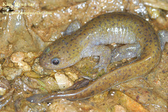 Hynobius leechii