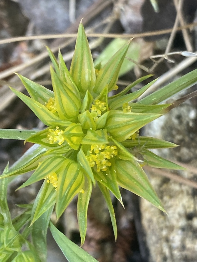 Bupleurum nodiflorum