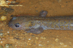 Hynobius leechii