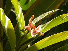 Alpinia zerumbet image