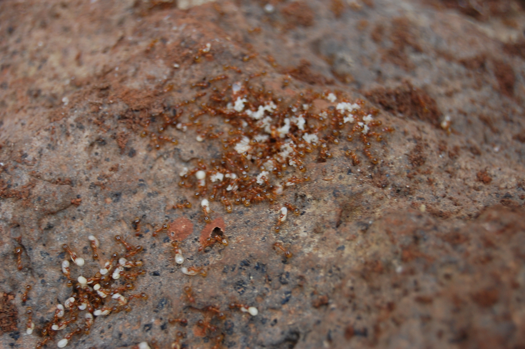 Aphaenogaster hesperia