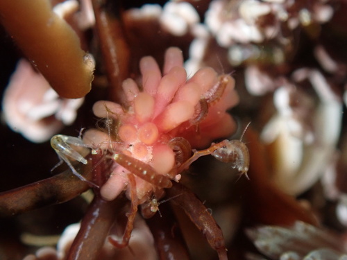 Janczewskia lappacea, 2023-05-06