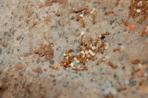 Aphaenogaster hesperiaAphaenogaster hesperia