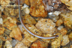 Gordioidea