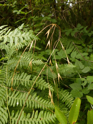 Bromus sitchensis var. sitchensis