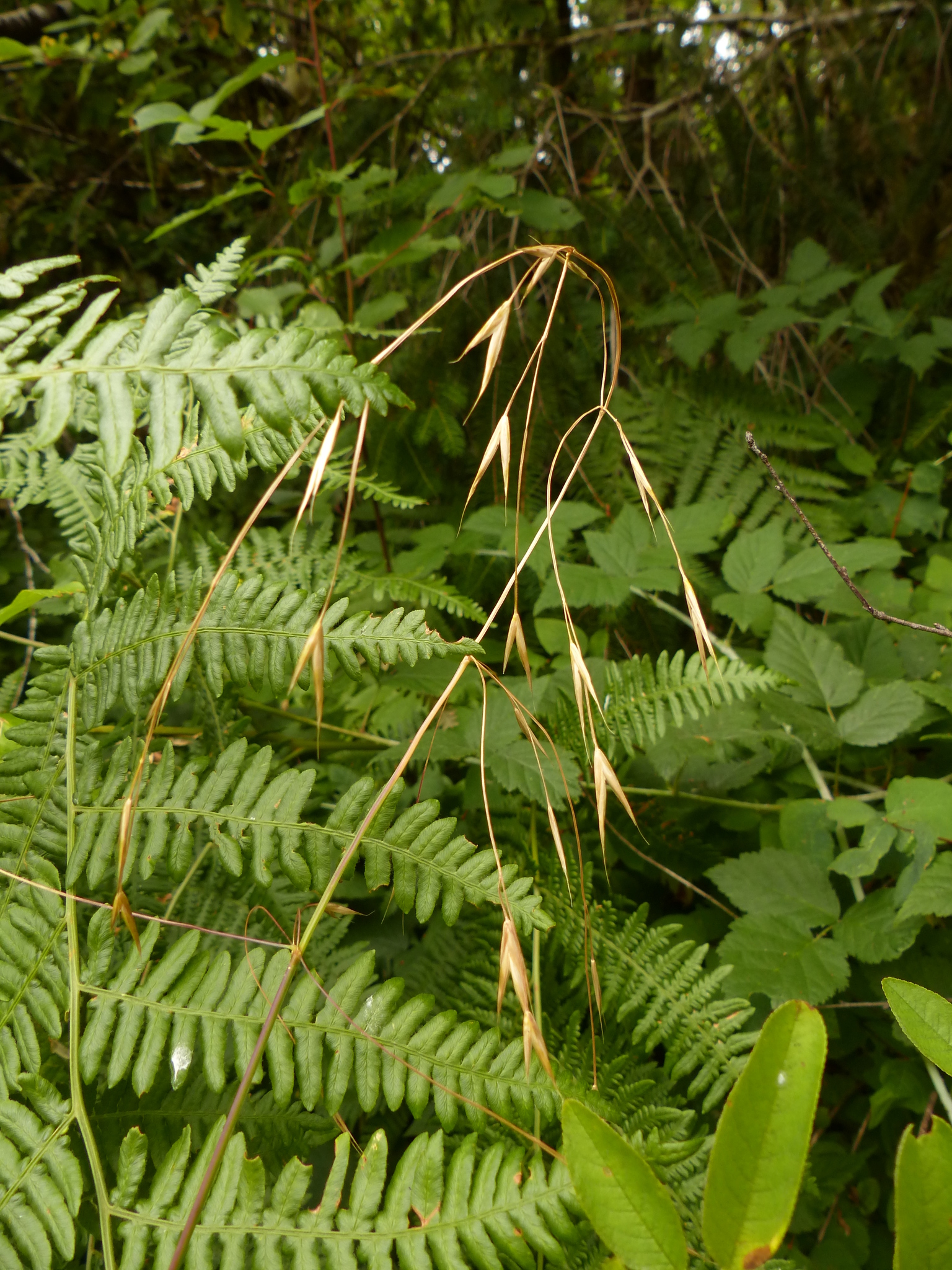 Bromus sitchensis var. sitchensis