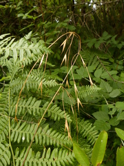 Bromus sitchensis sitchensis