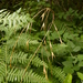 Bromus sitchensis sitchensis - Photo (c) Barbara L. Wilson, some rights reserved (CC BY-NC), uploaded by Barbara L. Wilson