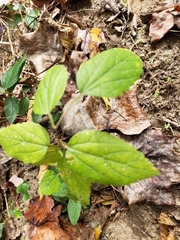 Viburnum rafinesqueanum