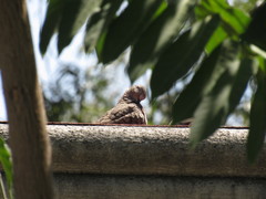 Columbina inca