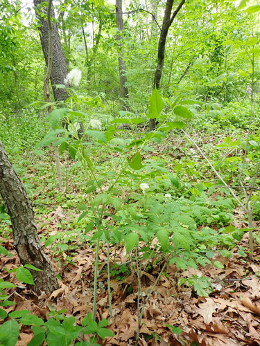 Actaea racemosa