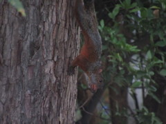 Sciurus aureogaster