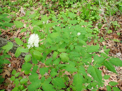 Actaea racemosa