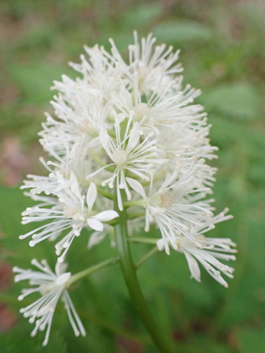 Actaea racemosa