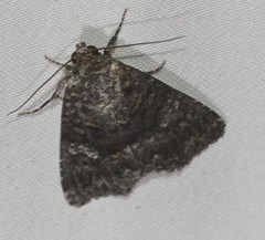 Condica aroana