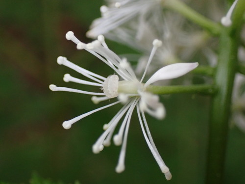 Actaea racemosa