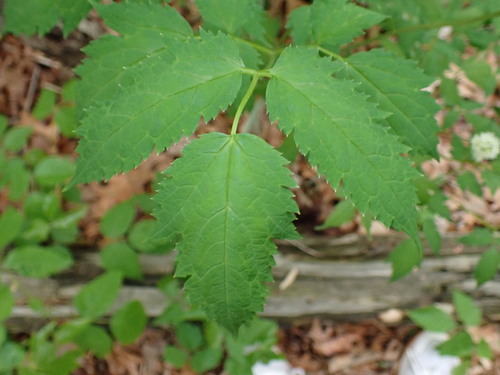Actaea racemosa